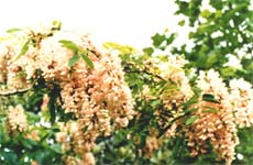 �A�J�V���̉�